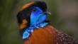 Close-up of a Temminck´s tragopan looking round