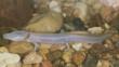 Texas blind salamander walking on pebbles