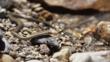 Hot spring snake on shoreline