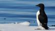 Thick-billed guillemot standing on ice