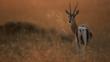 Thomson's gazelle on savanna at sunrise