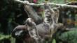 Brown-throated sloth hanging from a branch