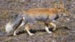 Tibetan fox walking on hard ground