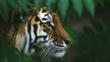 A Siberian tiger amongst green foliage