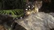Tiger quoll sitting on a log