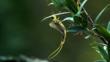 Tisza mayfly on a leafy branch