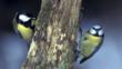 Great tit and blue tit on either side of a branch