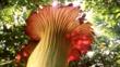 A giant titan arum flower