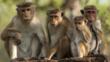 Toque macaques sitting on an ancient wall