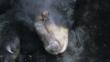 Torpor