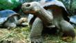 Giant tortoises