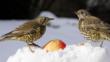 A pair of mistle thrushes eating a apple in the snow