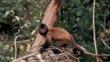 Tufted capuchin monkey