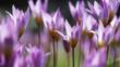 Purple tulip flowers