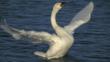 A displaying Bewick's swan