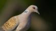 Profile of a turtle dove