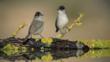 Two male blackcaps perching on log