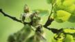 Close-up of a English elm tree branch