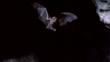Echolocation and ultrasound