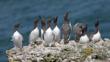 Colony of guillemots on cliff-top watching gull close overhead