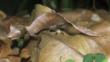 Satanic leaf-tailed gecko on forest floor