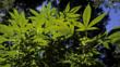 Leaves of a wild cannabis plant