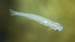 The candiru, a parasitic catfish, swimming underwater