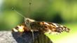 Painted lady butterfly resting on stone wall