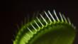 Close-up of a venus flytrap