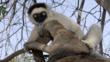 Verreaux's sifaka clinging to a branch