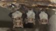 Greater mouse-eared bat and Natterer's bat roosting