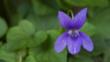 Sweet violet flower in France