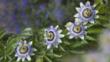 Passion flowers on a vine