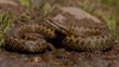 Close-up of a female adder's head