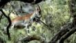 Walia ibex in Semien Mountain National Park