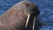 Walrus with lower half submerged in water