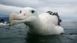 Wandering albatross in the water