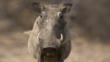 A portrait of a warthog