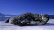 Weddell seal lying on the ice
