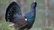 A male capercaillie calling