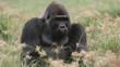 Male gorilla sitting amongst Congo sedge nutgrass