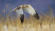 Marsh Harrier in flight over reed bed