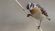 Whinchat perched on a stem