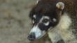 Portrait of a white-nosed coati