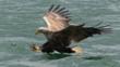 A white-tailed sea eagle in flight