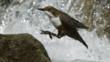 European dipper jumping on to a rock