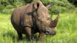 A white rhinocerous