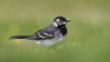 Pied wagtail in snow