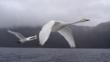 A pair of whooper swans in flight through fog over water