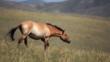Przewalski's horse wandering the Mongolian steppe